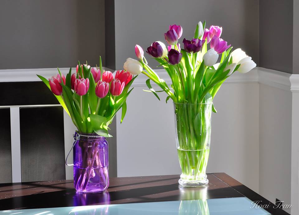 Mê mẩn tài cắm hoa Tulip của mẹ bầu Việt ở Mỹ