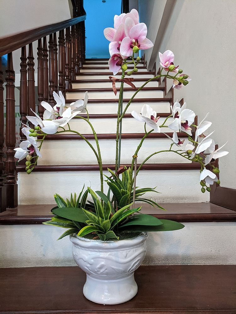 Chậu lan hồ điệp trắng hồng 01