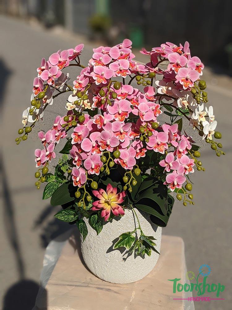 Bình lan tiểu hồ điệp giả màu hồng