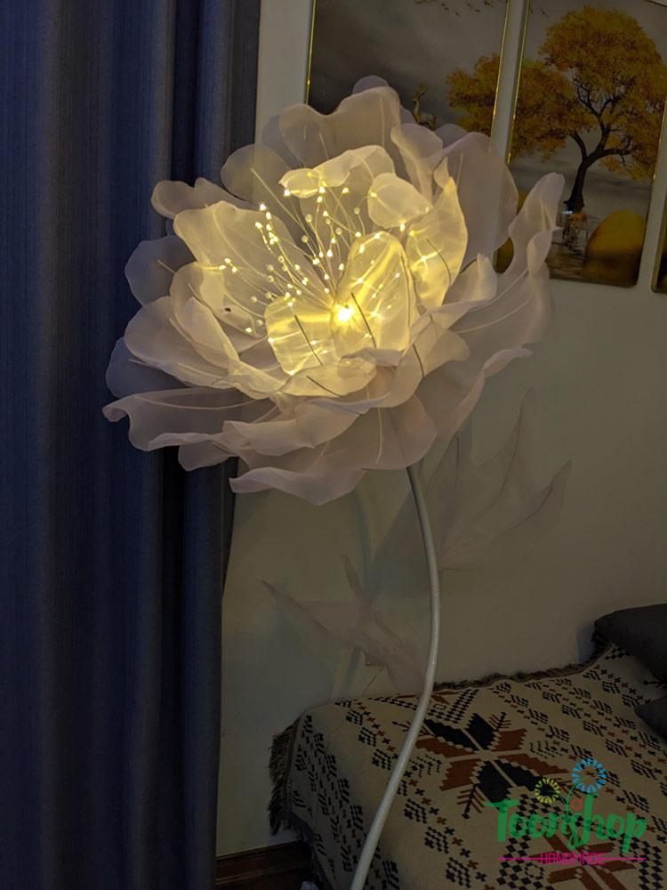 cây hoa voan poppy khổng lồ