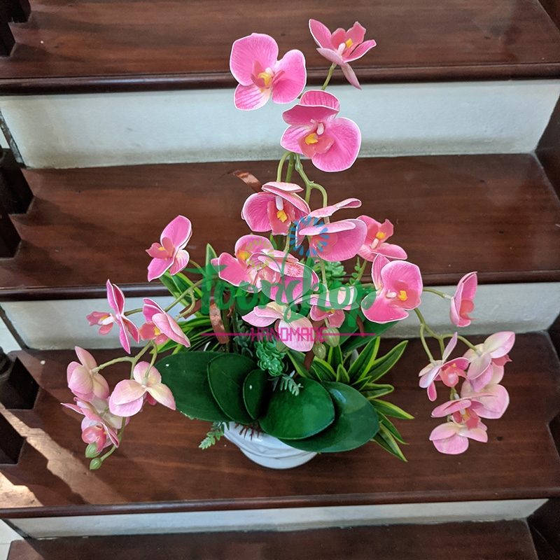 Chậu lan hồ điệp 3 cành loại 1 nhánh hồng