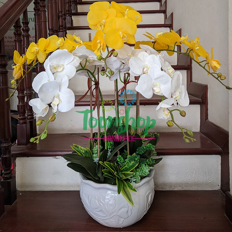 Chậu lan hồ điệp 5 cành 1 nhánh vàng trắng