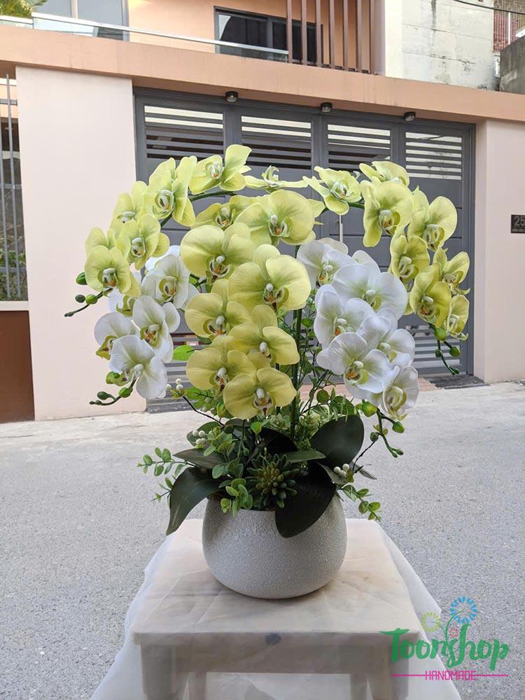 Chậu lan hồ điệp 5 cành màu xanh