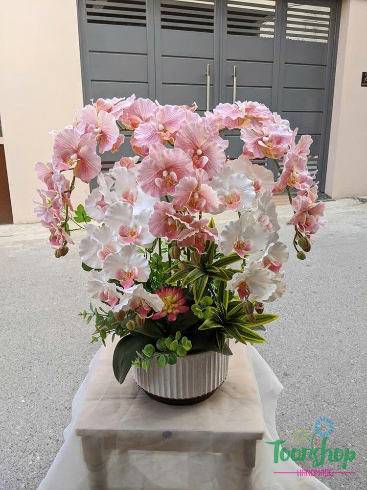 Chậu lan hồ điệp cao su 5 cành màu hồng mix trắng