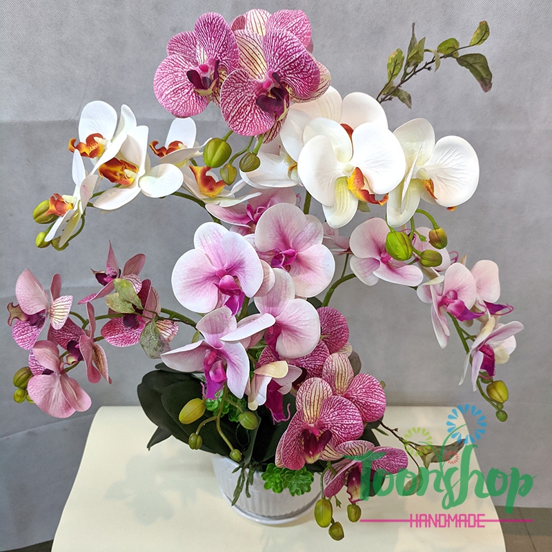 Chậu lan Hồ Điệp 7 cành 5 bông