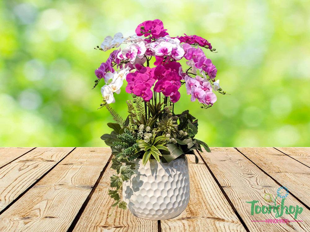 Chậu lan hồ điệp mix màu trắng hồng nổi bật và sang trọng