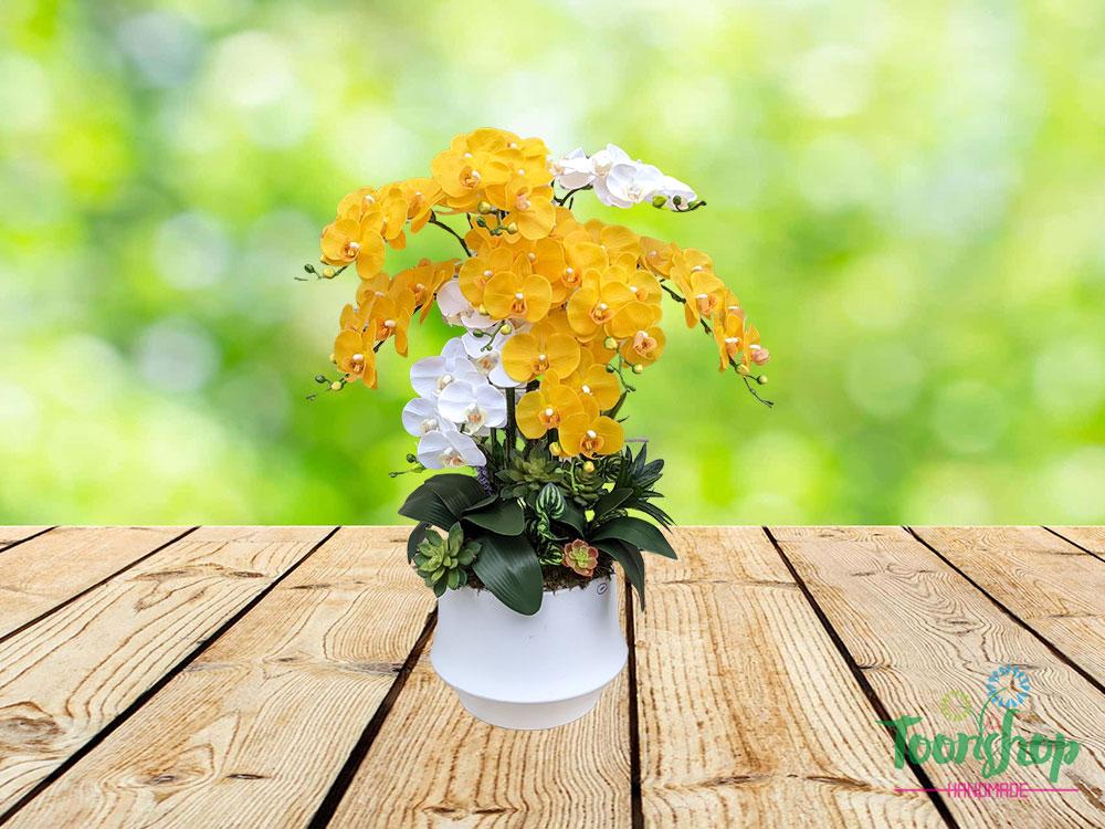 Chậu lan hồ điệp màu vàng nổi bật ở mọi nơi