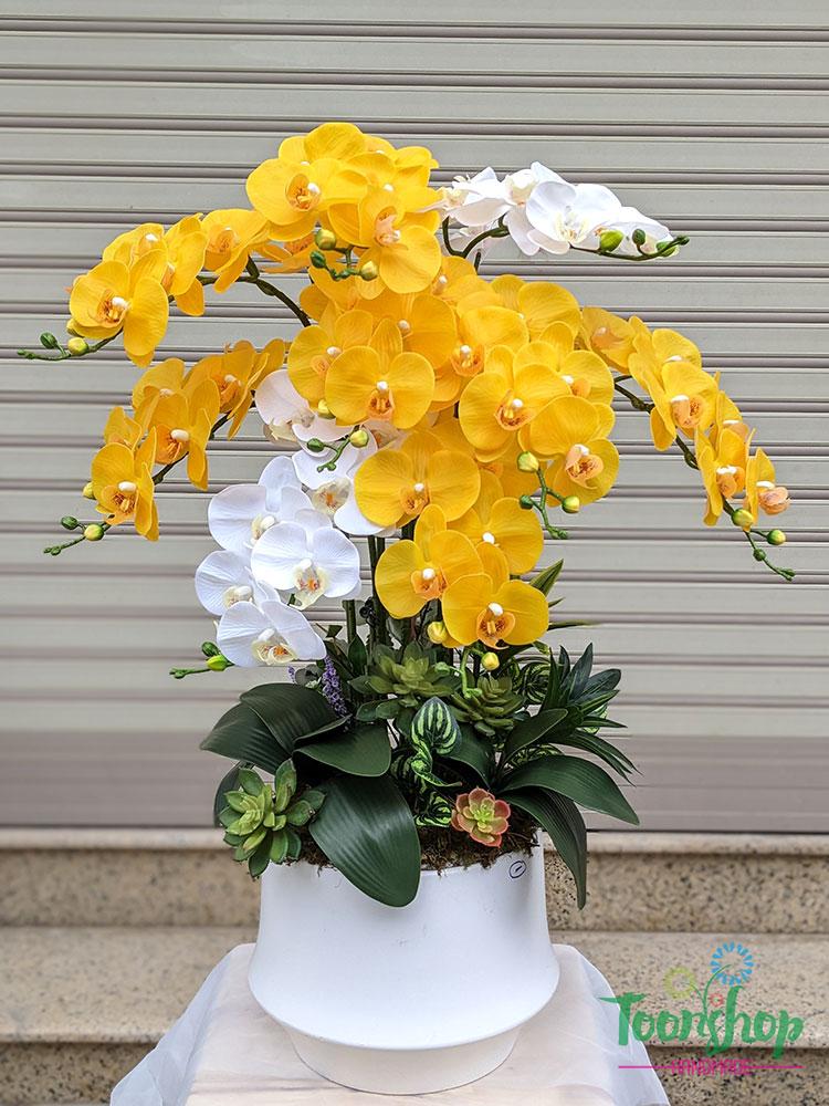Chậu lan Hồ Điệp màu vàng điểm trắng
