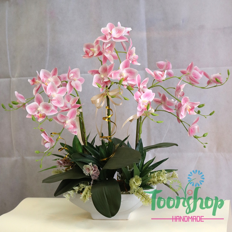 Chậu lan hồ điệp hồng gân 3 nhánh cánh nhỏ