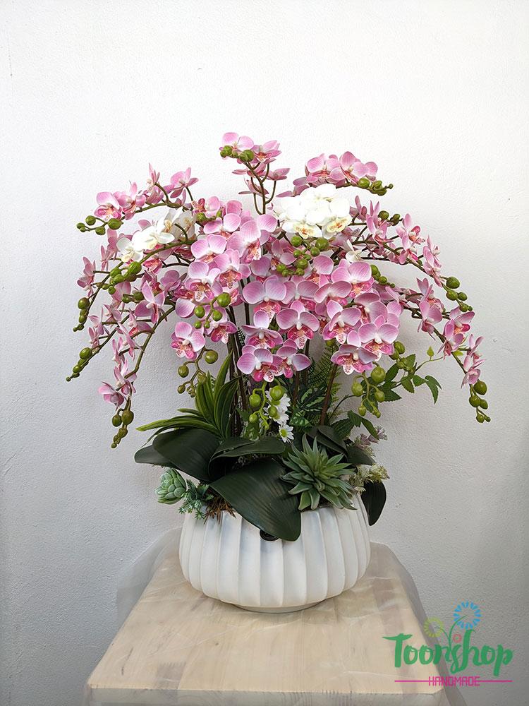 Chậu lan Hồ Điệp nhí màu hồng
