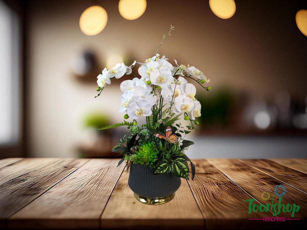 Lan hồ điệp trắng vẻ đẹp tinh khiết