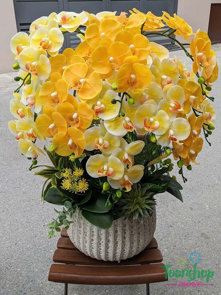 Chậu lan hồ điệp cao su non màu vàng bơ