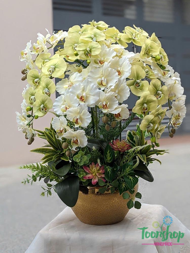 Chậu lan hồ điệp cao su non màu xanh bơ