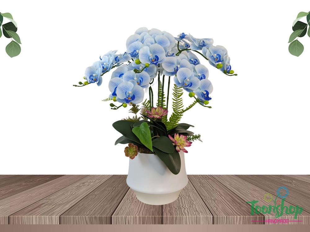 Chậu lan hồ điệp màu xanh biển nổi bật ở mọi nơi