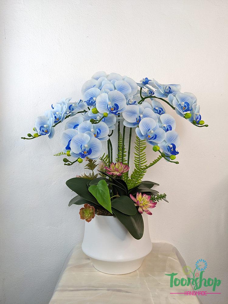 Chậu lan hồ điệp màu xanh nước biển