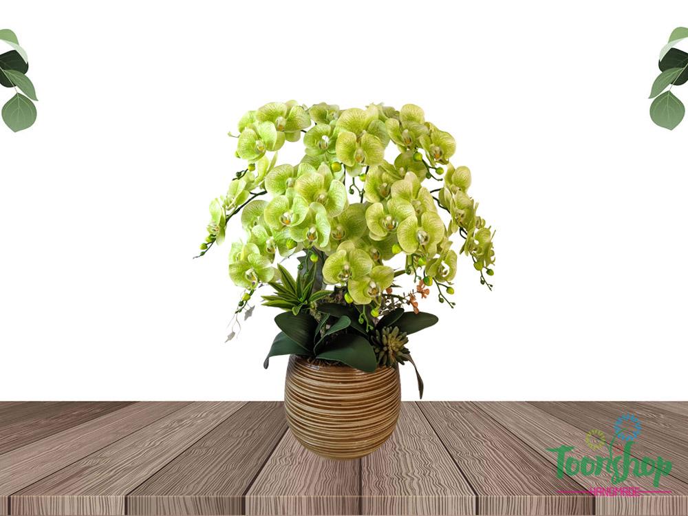 Chậu lan hồ điệp xanh côm mang lại sự mới mẻ
