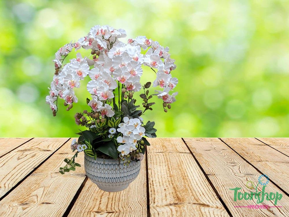 Chậu lan hồ điệp xoăn màu trắng tinh khôi