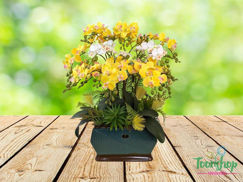 Chậu lan tiểu hồ điệp vàng ấn tượng từ cái nhìn đầu tiên