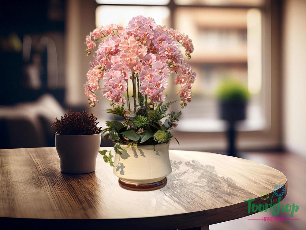 Chậu lan xoăn hồ điệp màu hồng phấn nổi bật và sang trọng