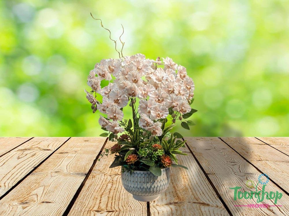 Chậu lan hồ điệp cánh xoăn màu nâu tây