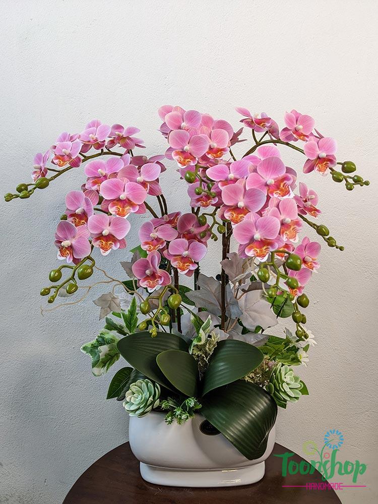 Chậu lan mini tiểu hồ điệp - mẫu 1