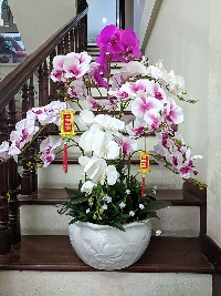 Chậu lan Hồ Điệp 9 cành Vạn Sự Như Ý 01
