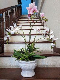 Chậu lan hồ điệp trắng hồng 01