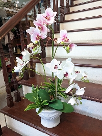 Chậu lan hồ điệp trắng hồng 02