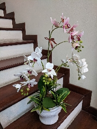 Chậu lan hồ điệp trắng hồng 03