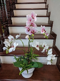 Chậu lan hồ điệp trắng hồng 04