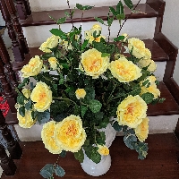 Bình hoa hồng David Sunshine