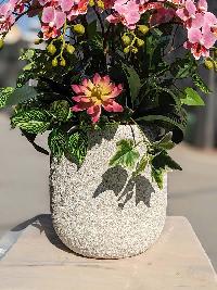 Bình lan tiểu hồ điệp giả màu hồng