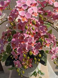 Bình lan tiểu hồ điệp giả màu hồng