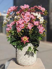 Bình lan tiểu hồ điệp giả màu hồng