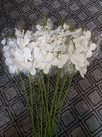 Cành lan hồ điệp 1 nhánh trắng 01