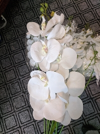 Cành lan hồ điệp 1 nhánh trắng 02