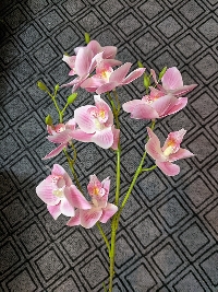 Cành lan hồ điệp 3 nhánh cánh nhỏ hồng phớt 01