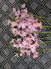Cành lan hồ điệp 3 nhánh cánh nhỏ hồng phớt 03