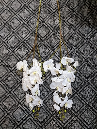 Hồ điệp 3 nhánh trắng 01