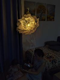 Cây hoa poppy khổng lồ