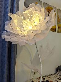 Cây hoa poppy khổng lồ