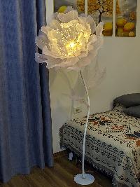 Cây hoa poppy khổng lồ