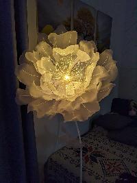 Cây hoa poppy khổng lồ