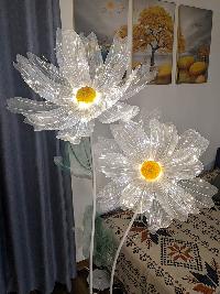  Cây hoa voan khổng lồ