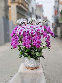 Chạu lan hồ điệp giả mix hồng trắng