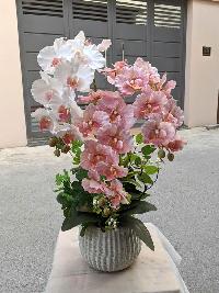 Chậu lan hồ điệp giả 3 cành màu hồng mix trắng