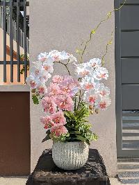 Chậu lan hồ điệp giả 3 cành màu trắng mix hồng