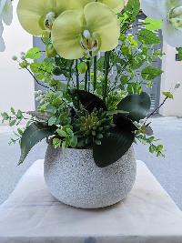 Chậu lan hồ điệp 5 cành màu xanh