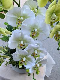 Chậu lan hồ điệp 5 cành màu xanh