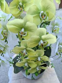 Chậu lan hồ điệp 5 cành màu xanh